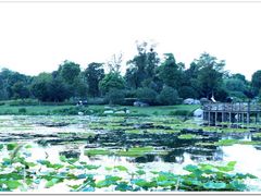 -荷塘月色湿地公园·向阳花洲