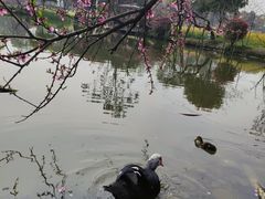 -洪湖家庭农场·团建·露营·会议