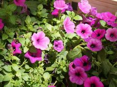 -利顺德大饭店·维多利亚花园(小白楼店)