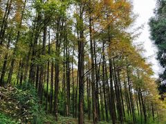 -山王坪喀斯特国家生态公园