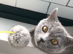 -喵的天空名猫咖啡馆·撸猫·猫舍·用品