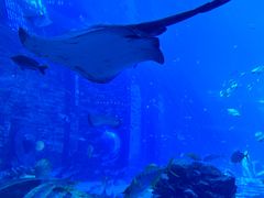-亚特兰蒂斯•OSSIANO奥西亚诺海底餐厅