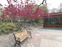 -桃花堤公园