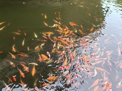 -年辉渔村
