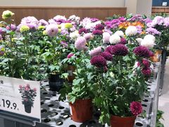 -鹿岛会员店 (龙湖三千集天街店)