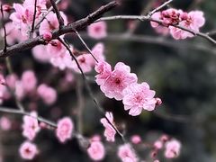 -朝阳正码头