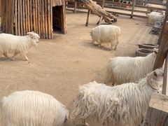 -圣露庄园·露营·烤肉·亲子