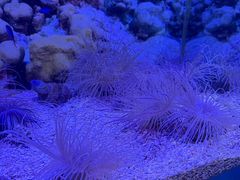 -芜湖新华联大白鲸海洋公园