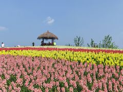 -径山花海