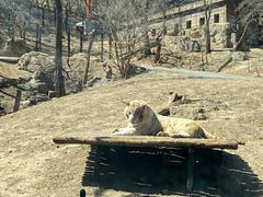 -大连森林动物园