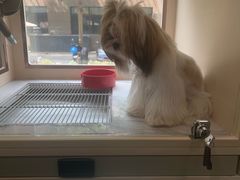 -爱宠屋pet shop·宠物洗澡·宠物美容