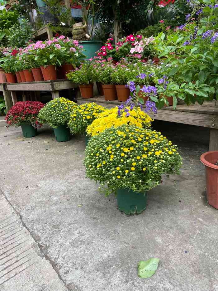 八卦岭花卉中心-"#520自己买花94戴系列 贫民窟女孩.