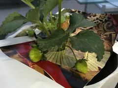 -北京植物园南门售票处