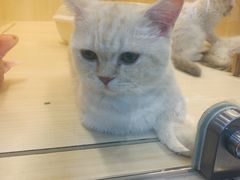 -momokira米努特·德文卷毛猫·棉花面纱犬