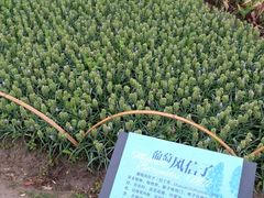 -杭州湾海上花田景区
