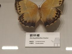 -四川大学博物馆
