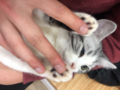 -李小姐の猫咖啡馆(五角场店)