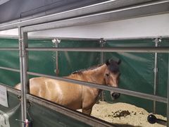 -李振强马术运动推广中心(南城店)