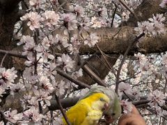 -桃花堤公园