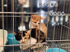 -猫力发电所·宠物专门店