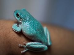 -酷以爬仙阁实体爬宠店·守宫·蜥蜴·专业繁育