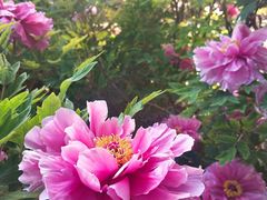 -洛阳市隋唐城遗址植物园