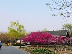 -永定河休闲森林公园