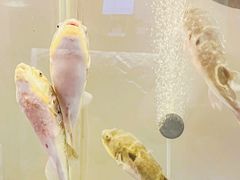 -肆月河豚·新淮扬菜·烤鸭(中关村店)