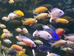 -沙沙哗啦海洋馆(华宇百花谷店)