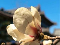 -护国法轮寺