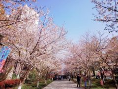 -高东镇樱花园