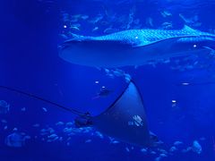 -烟台海昌鲸鲨海洋公园