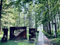 -黄海国家森林公园