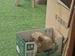 -pd派德宠物中心医院24H急重症·眼科中心·血液透析中心(嵩山北路店)