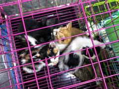 -青石桥花鸟鱼虫市场(叠翠城店)