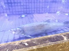 -忆江南·临江鱼馆