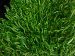 -左庭右院鲜牛肉火锅(浦江欢乐颂店)