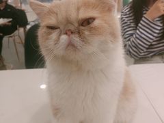 -飞行喵MR PILOT|猫舍·猫咖(静安大融城店)