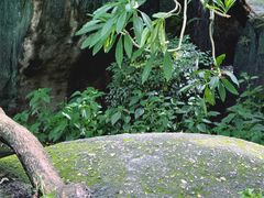 -荔枝公园(福田区)
