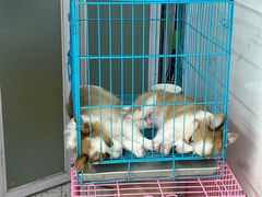 -唐小姐の猫狗洗护·购宠旗舰店(周浦万达店)