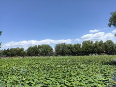 -稻香湖公园
