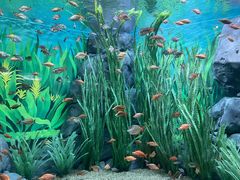 -上海海洋水族馆