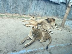 -北京野生动物园