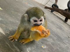 -西安秦岭野生动物园