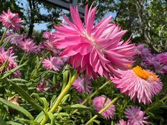 -崇圣寺三塔文化旅游区