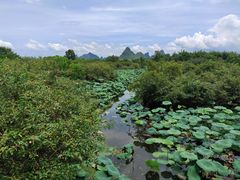 -会仙湿地