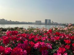 -立新湖公园