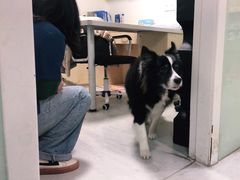 -乐派堂宠物医院·猫友好· 心脏科(东街店)