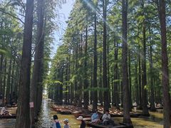 -渌洋湖湿地公园