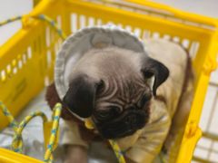 -帕帕拉兹宠物(亚洲旗舰店)